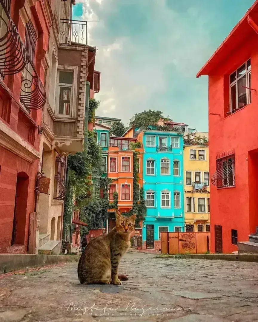 Fotoloji - Balat