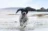 a black and white dog running through the water